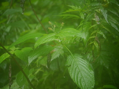 Strobilanthes glutinosa