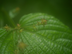 Strobilanthes glutinosa