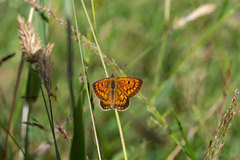 Lycaena 'canterbury common copper'