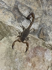 Pseudolychas ochraceus