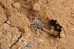 Leiurus hebraeus