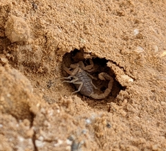Leiurus hebraeus