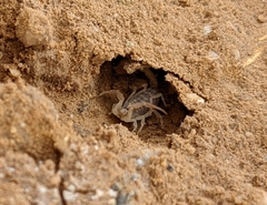 Leiurus hebraeus