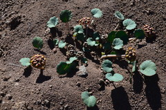 Pozoa coriacea