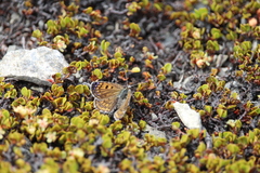 Lycaena tama