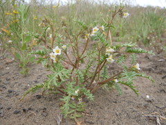 Phacelia glandulifera