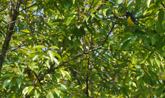 Mycerobas melanozanthos