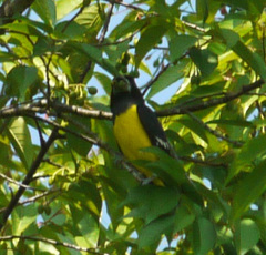 Mycerobas melanozanthos