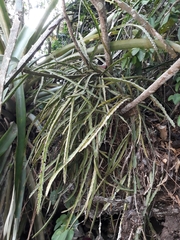 Lepismium cruciforme
