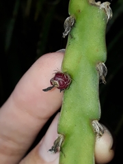 Lepismium cruciforme