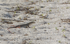 Aspidoscelis angusticeps