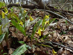 Erythronium americanum