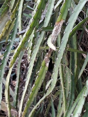 Lepismium cruciforme