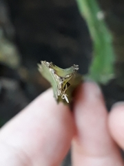 Lepismium cruciforme