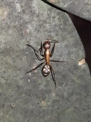 Camponotus cingulatus