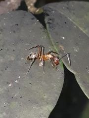 Camponotus cingulatus