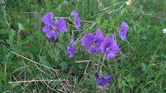 Viola oreades