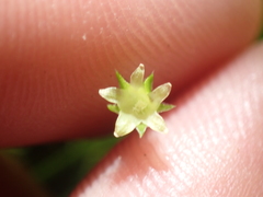 Colobanthus apetalus