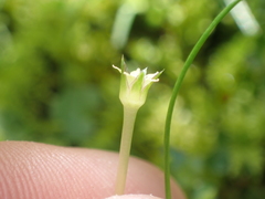 Colobanthus apetalus