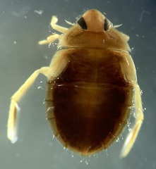 Aphelocheirus australicus