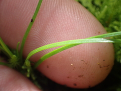 Colobanthus apetalus