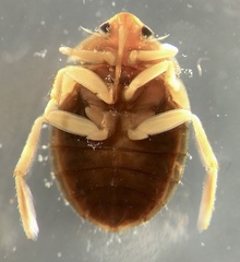 Aphelocheirus australicus