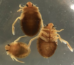 Aphelocheirus australicus