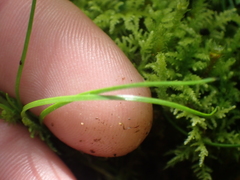 Colobanthus apetalus