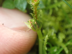 Colobanthus apetalus