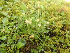 Colobanthus apetalus