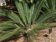 Dioon merolae