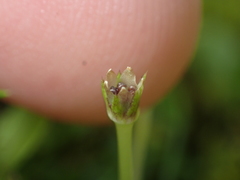 Colobanthus apetalus