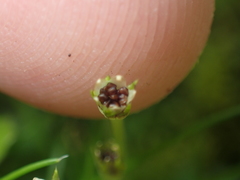 Colobanthus apetalus
