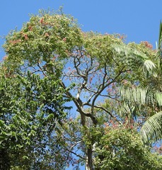 Ceiba lupuna