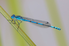 Austrocoenagrion lyelli