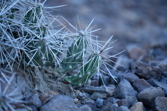 Grusonia aggeria