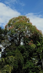 Ceiba lupuna