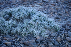 Grusonia aggeria