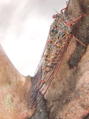 Palapsalta circumdata