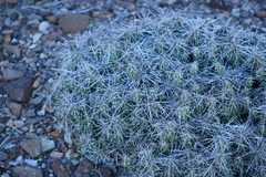 Grusonia aggeria