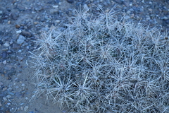Grusonia aggeria