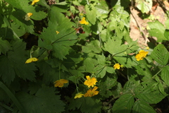 Ranunculus cappadocicus
