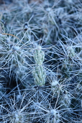 Grusonia grahamii