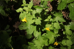 Ranunculus cappadocicus