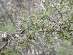 Leptospermum arachnoides