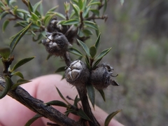 Leptospermum arachnoides