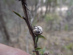 Leptospermum arachnoides