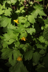 Ranunculus cappadocicus