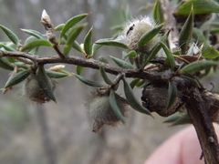 Leptospermum arachnoides