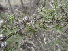 Leptospermum arachnoides